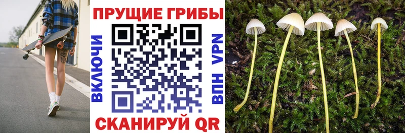 Галлюциногенные грибы Psilocybine cubensis  Циолковский 